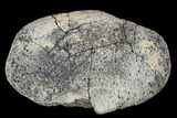 Hadrosaur Foot Bone - Alberta (Disposition #-) #100501-1